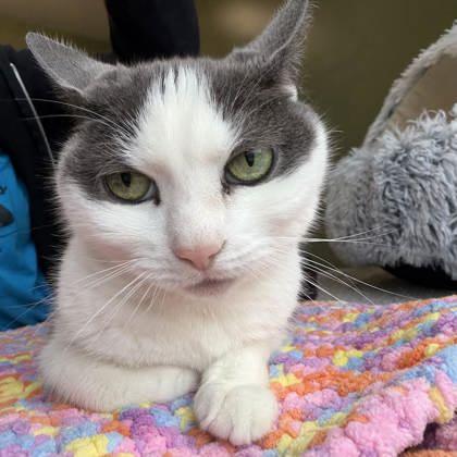 Bree, Adoptable, Senior Female Domestic Short Hair & Domestic Short Hair.