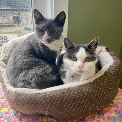 Bree, Adoptable, Senior Female Domestic Short Hair & Domestic Short Hair.