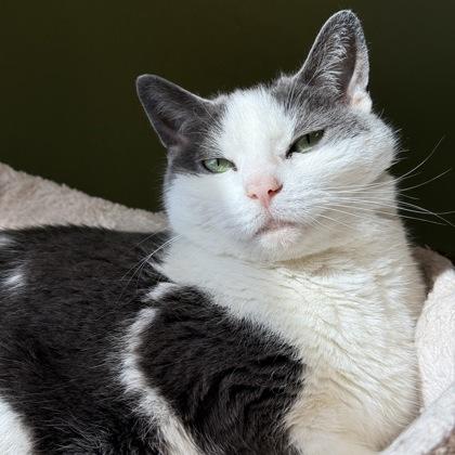 Enlarge Bree, a Adoptable mixed breed in East Montpelier, VT image 2/2