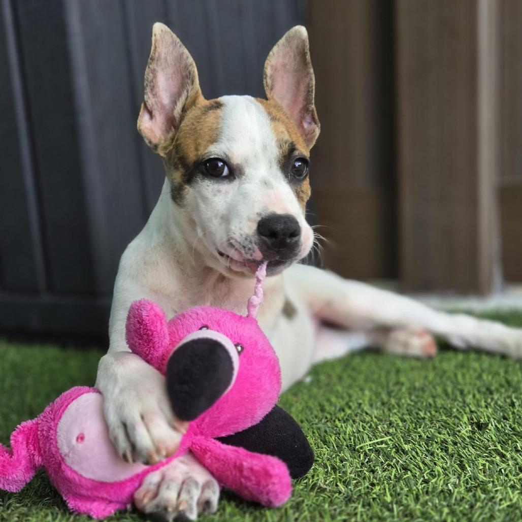 Jelly, a Adoptable Mixed Breed in Bradenton, FL image 1/2