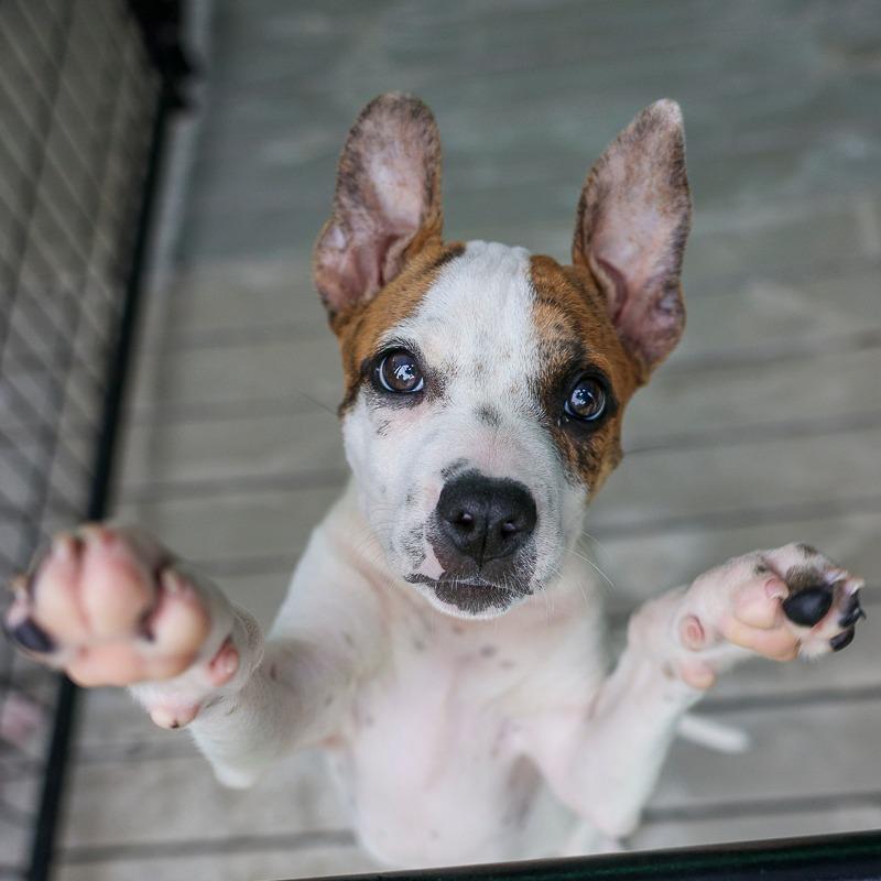 Jelly, a Adoptable Mixed Breed in Bradenton, FL image 2/2
