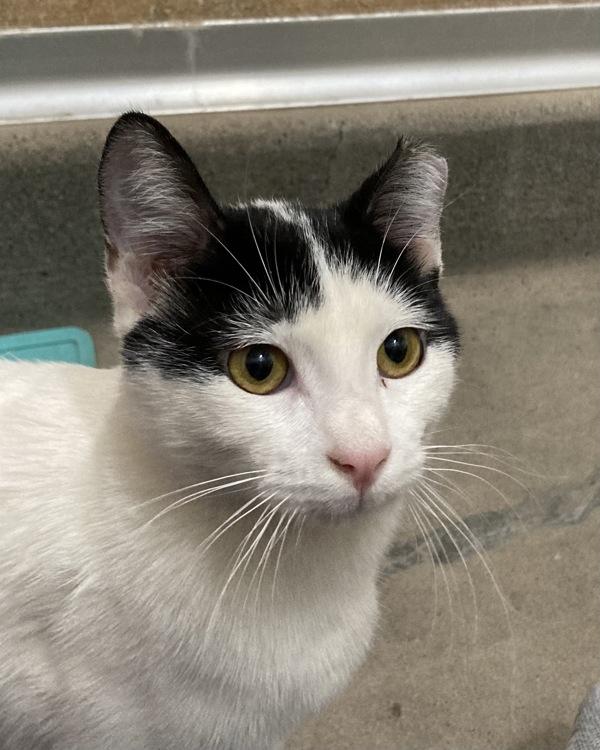 Brynlee, Adoptable, Young Female Domestic Short Hair.