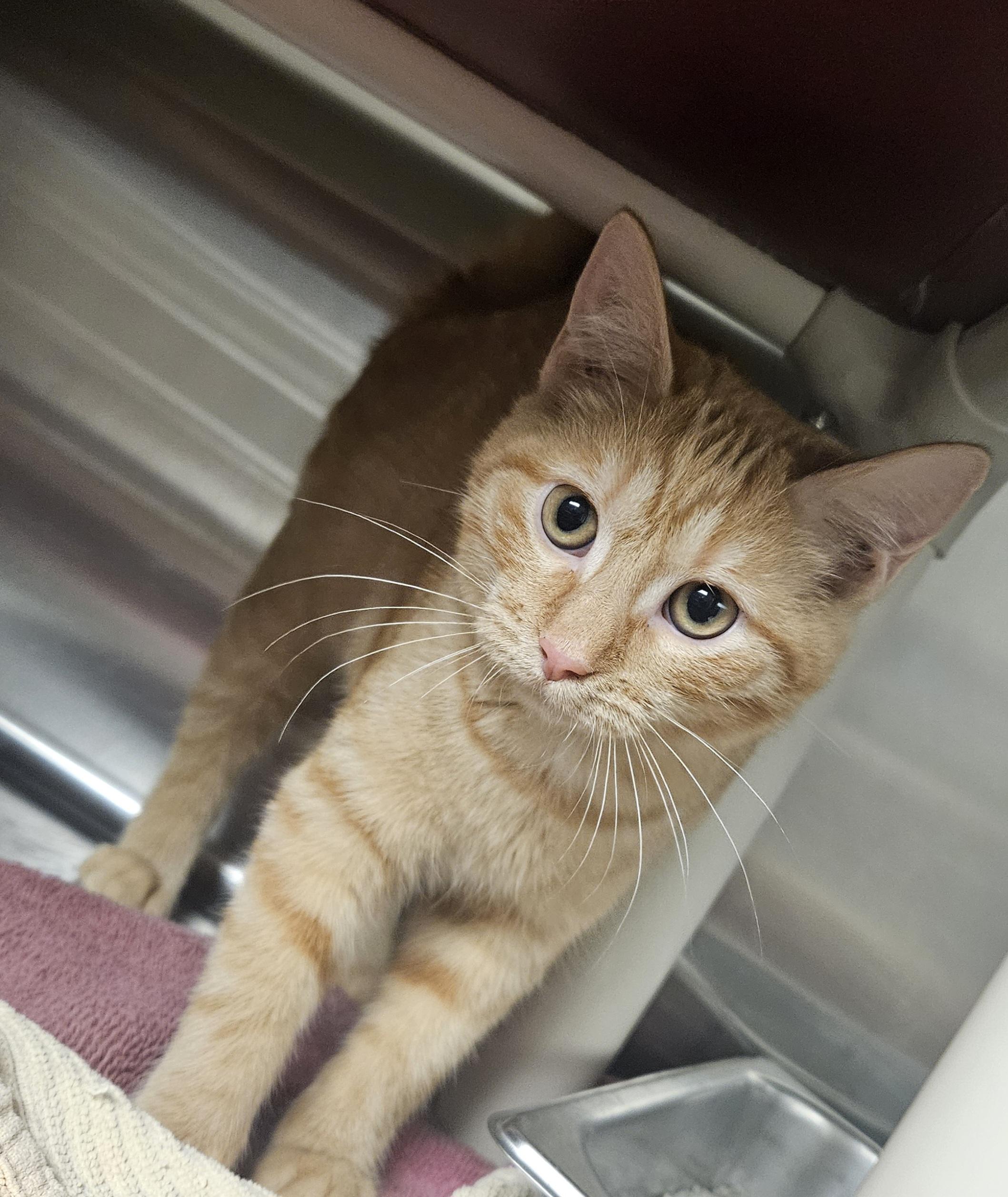 Penny , ADOPTABLE, Young Female Tabby.