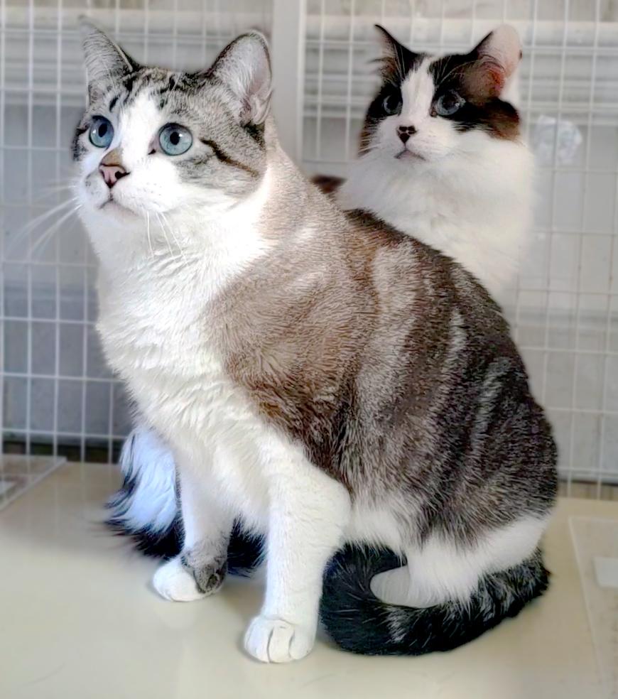 Berkeley (Dublin), Adoptable, Adult Male Siamese.