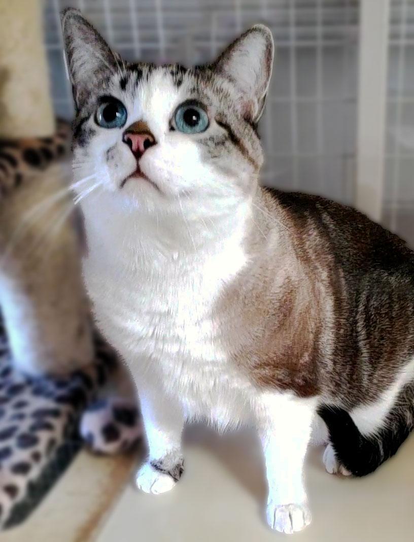 Berkeley (Dublin), Adoptable, Adult Male Siamese.