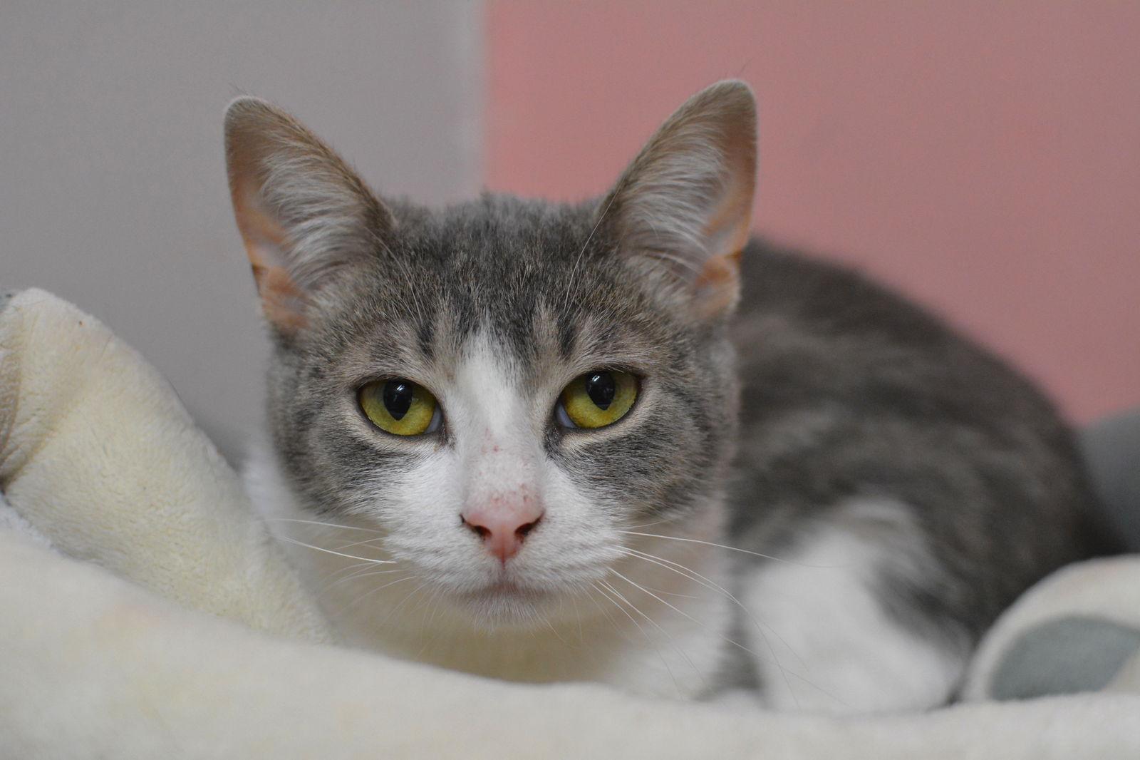 Enlarge Oscar, a Adopted Domestic Short Hair in Montreal, QC image 1/3