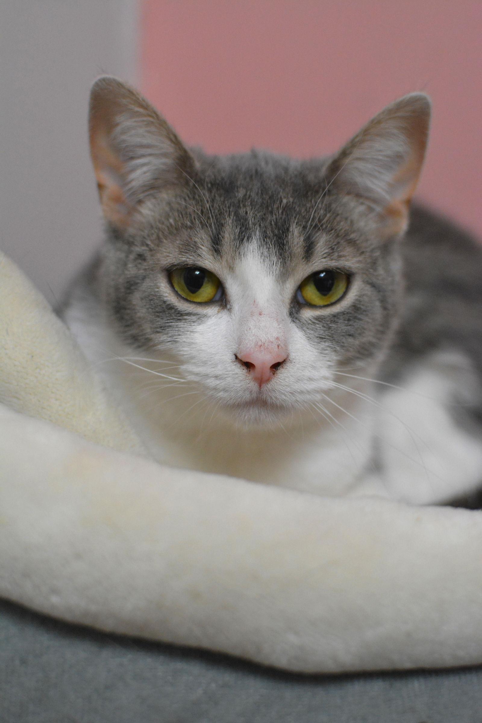 Enlarge Oscar, a Adopted Domestic Short Hair in Montreal, QC image 2/3