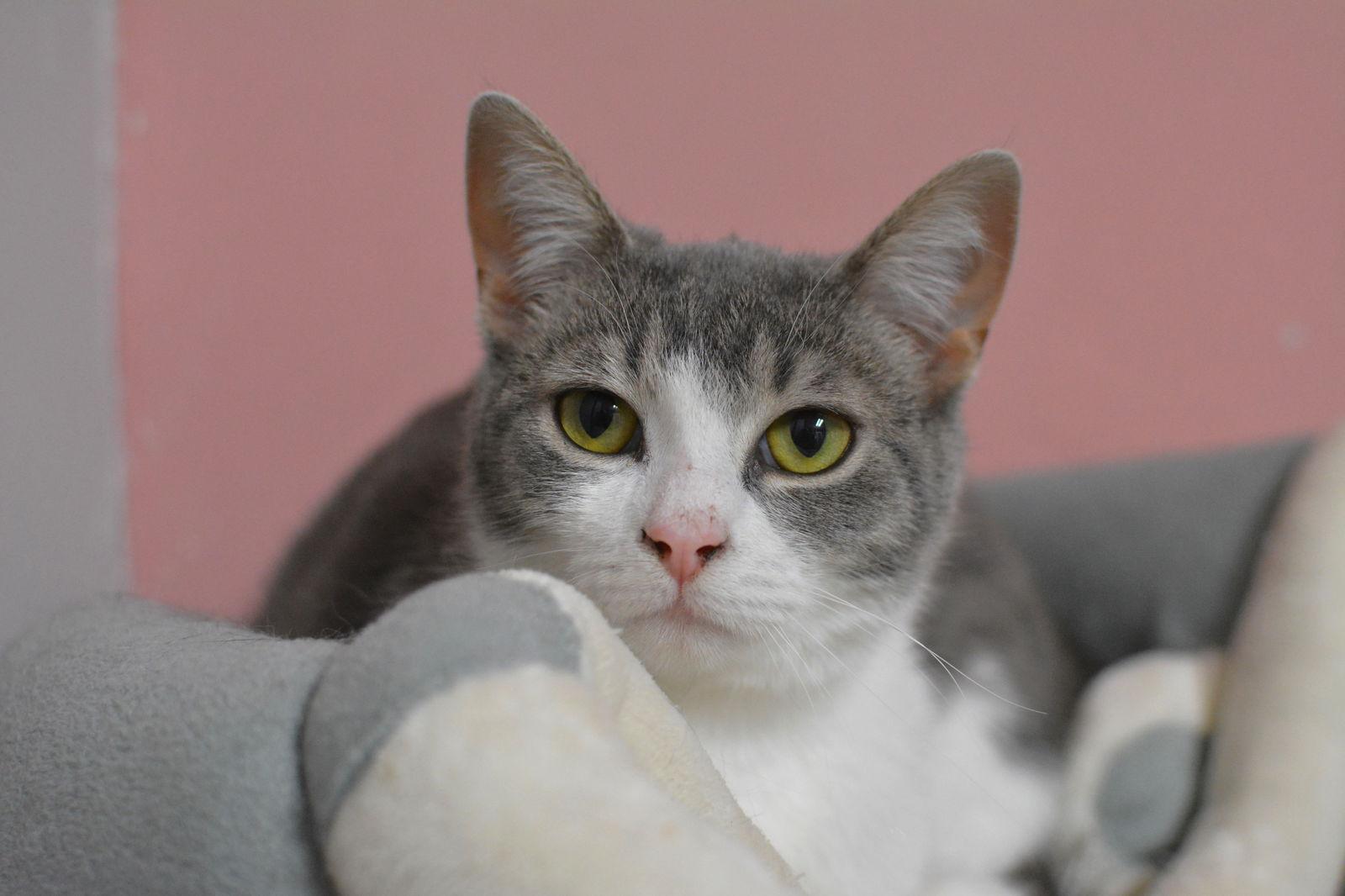 Enlarge Oscar, a Adopted Domestic Short Hair in Montreal, QC image 3/3