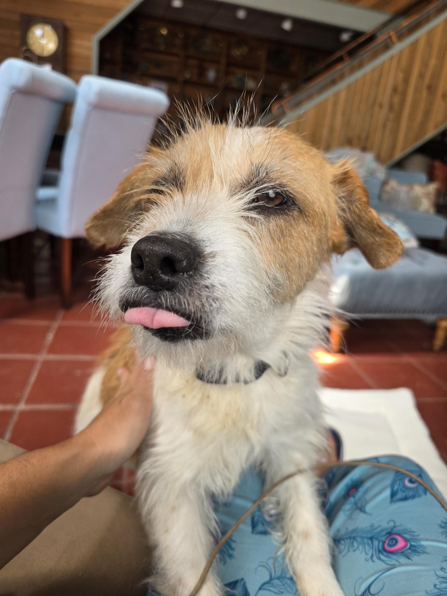 Enlarge Lulu, a ADOPTABLE mixed breed in Venice, CA image 3/5