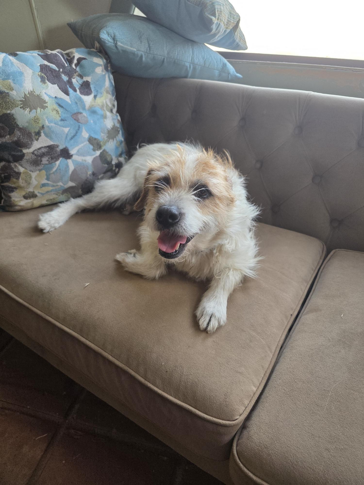 Lulu, ADOPTABLE, Adult Female Cairn Terrier & Mixed Breed.