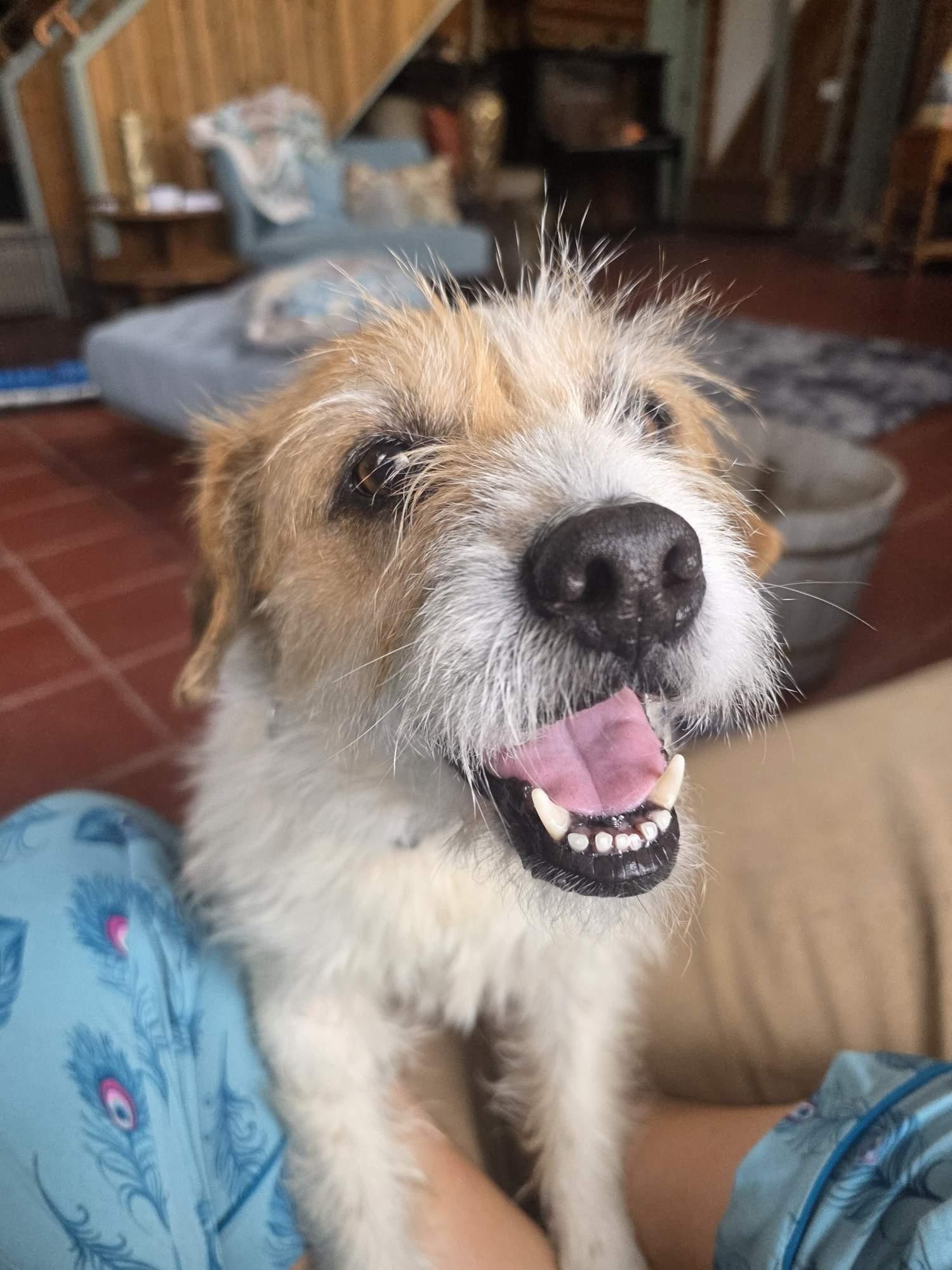 Enlarge Lulu, a ADOPTABLE mixed breed in Venice, CA image 2/5