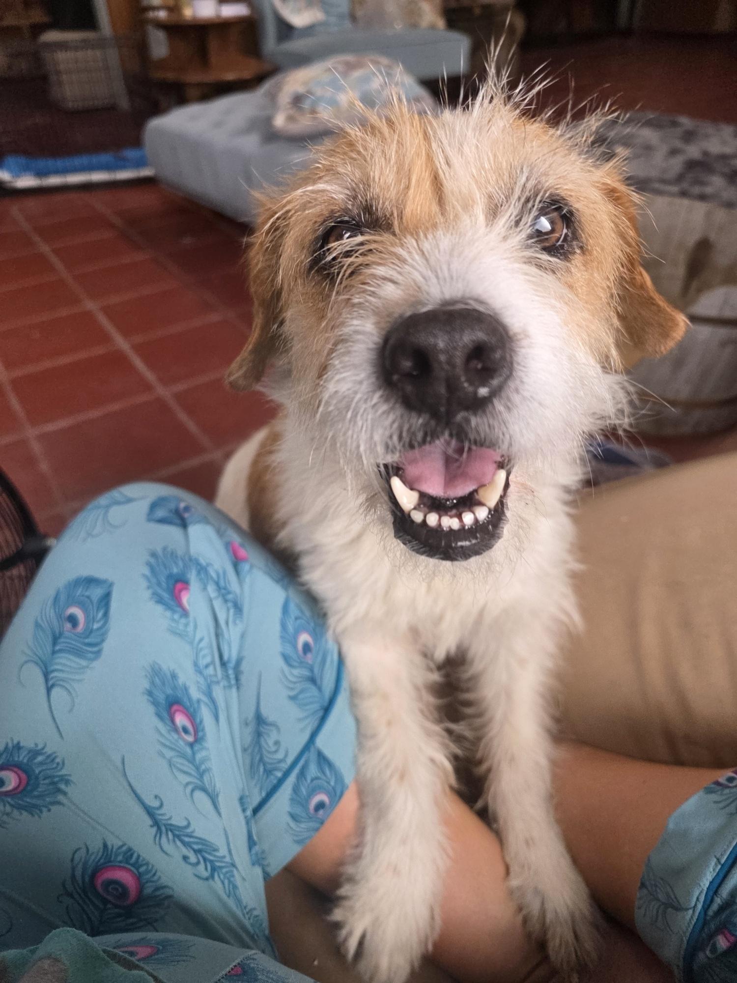 Enlarge Lulu, a ADOPTABLE mixed breed in Venice, CA image 4/5