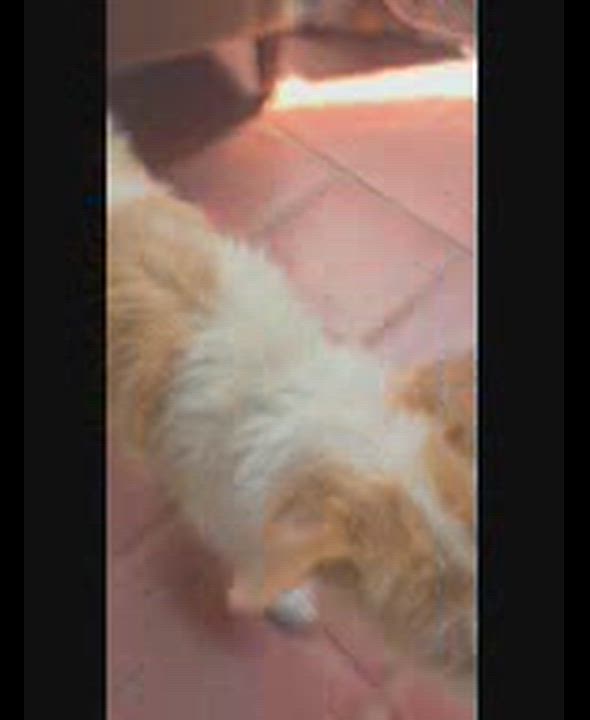 Enlarge Lulu, a ADOPTABLE mixed breed in Venice, CA video 5/5
