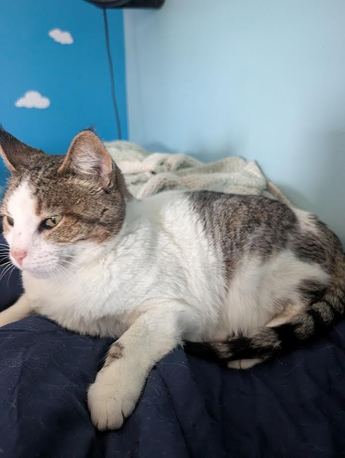 Suzie, Adoptable, Senior Female Domestic Short Hair.