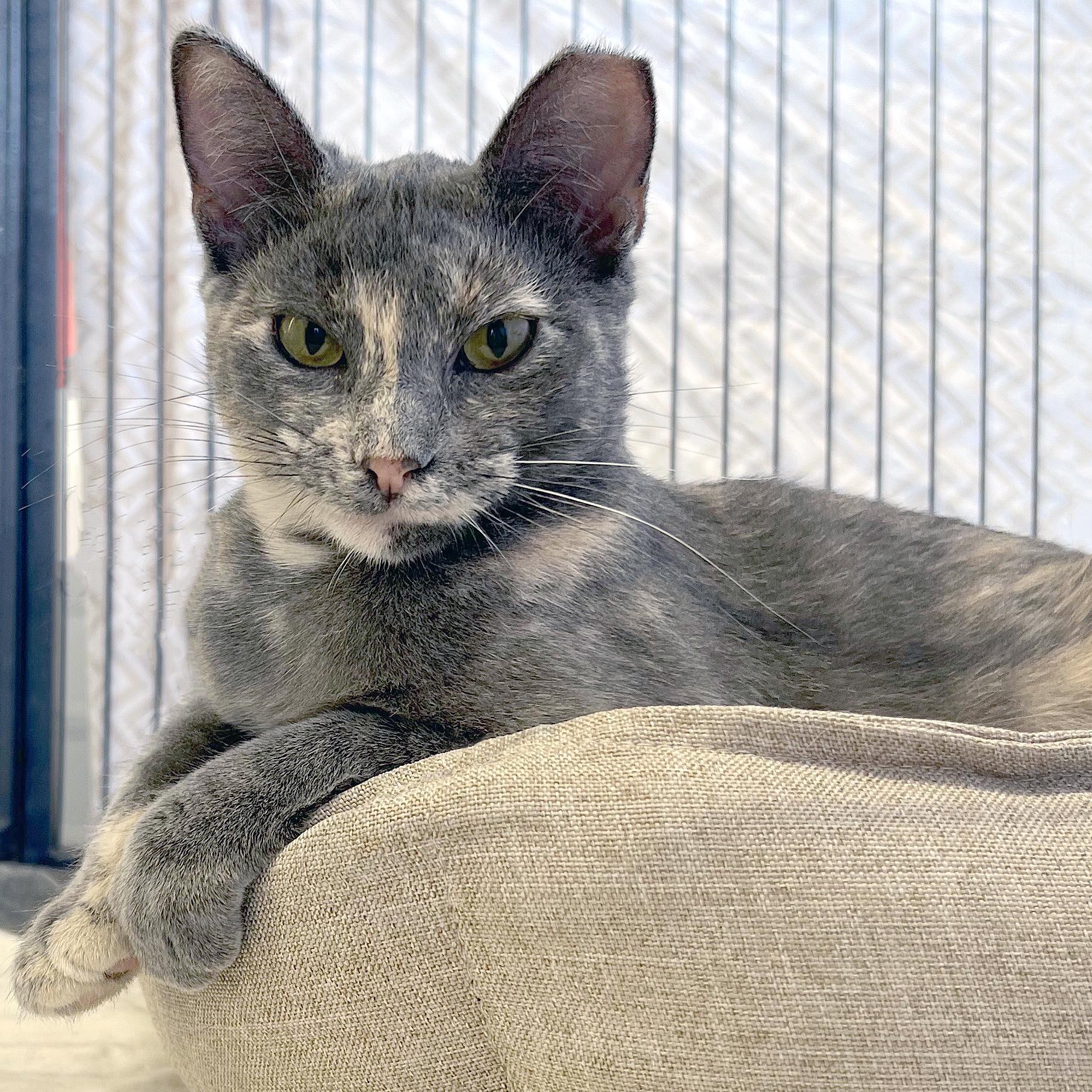 Enlarge Glitter , a ADOPTABLE Domestic Short Hair in St. Louis, MO image 1/1
