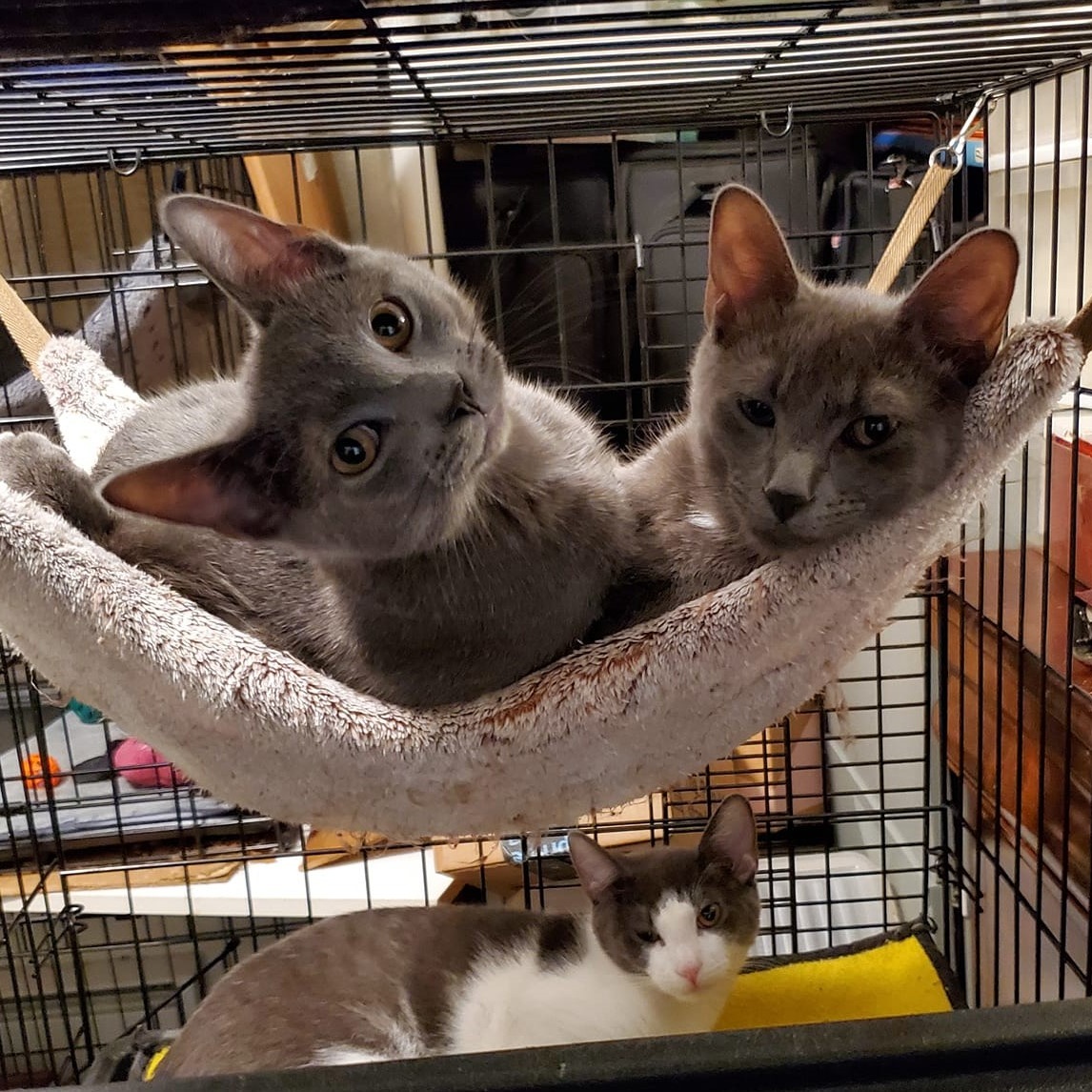 Enlarge Flint & Slate, a Adoptable Domestic Short Hair in Keansburg, NJ image 1/6