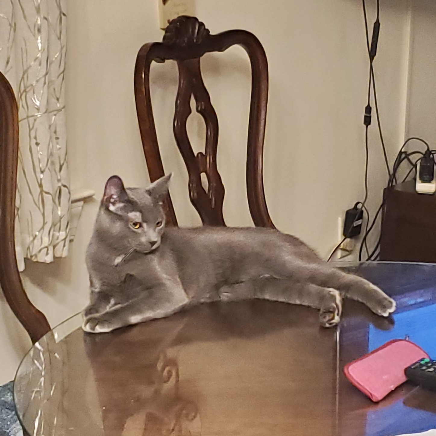 Enlarge Flint & Slate, a Adoptable Domestic Short Hair in Keansburg, NJ image 4/6