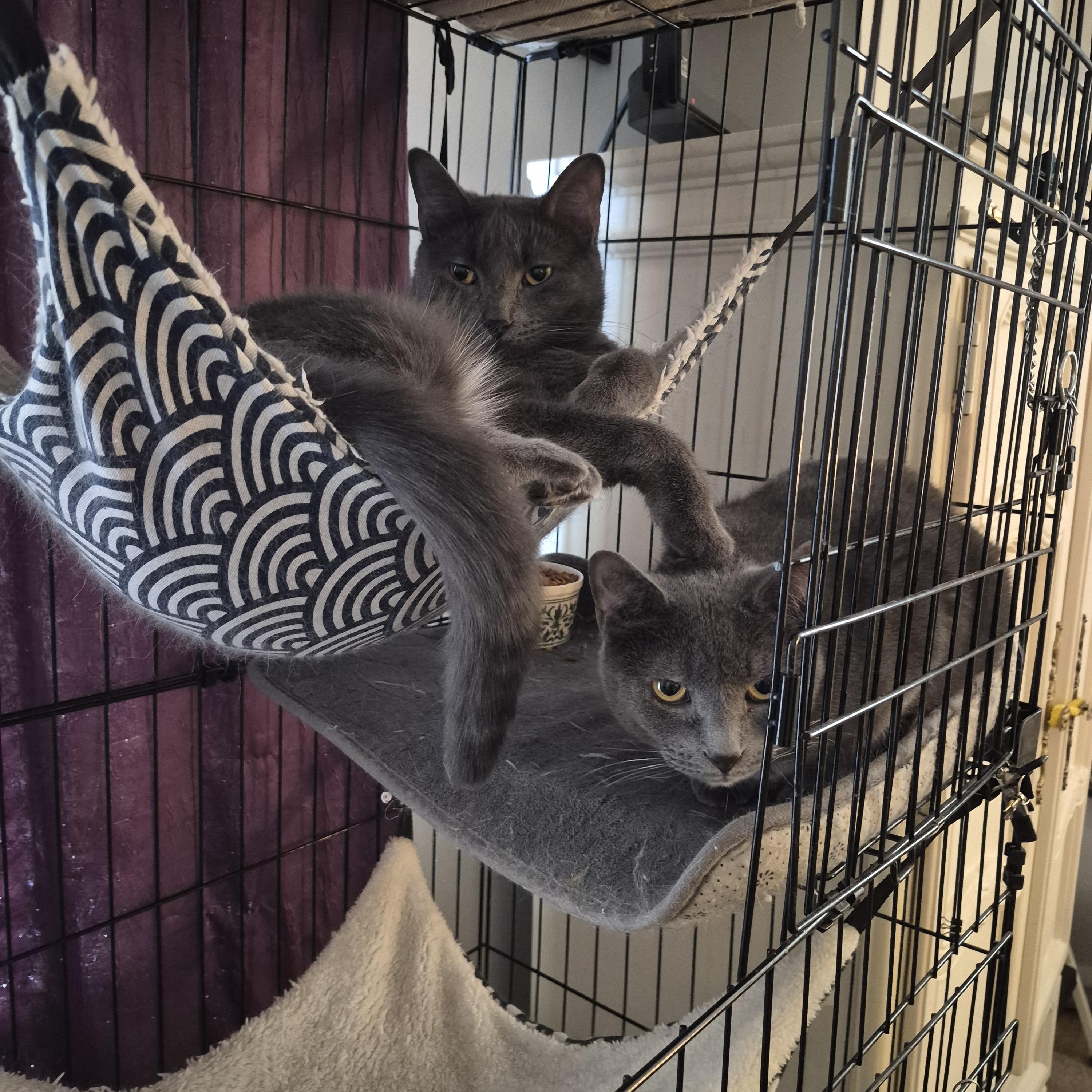 Enlarge Flint and Slate, a Adoptable Domestic Short Hair in Keansburg, NJ image 1/6