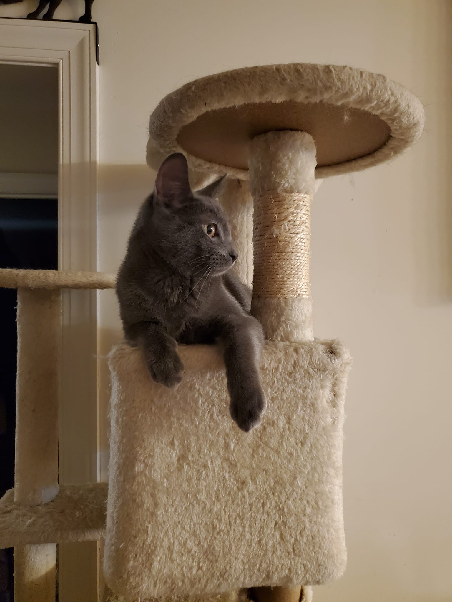 Enlarge Flint & Slate, a Adoptable Domestic Short Hair in Keansburg, NJ image 2/6