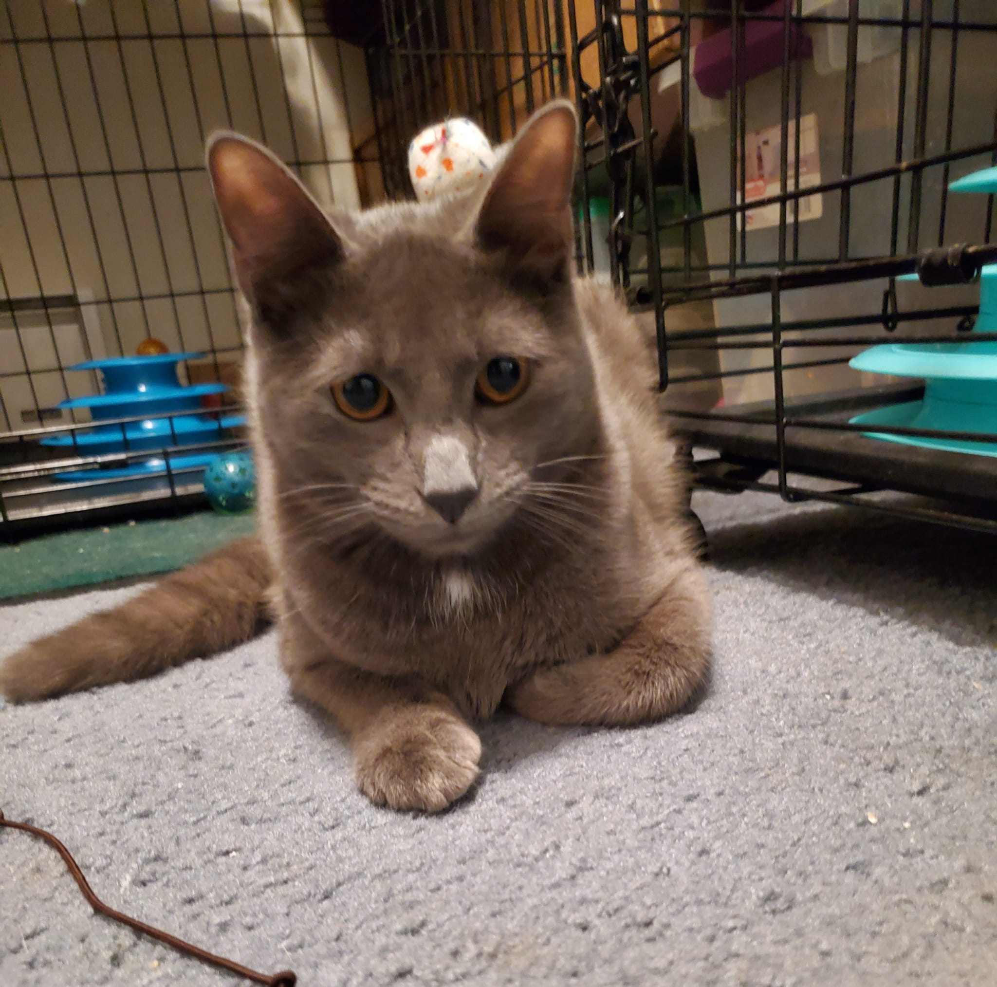 Enlarge Flint & Slate, a Adoptable Domestic Short Hair in Keansburg, NJ image 5/6