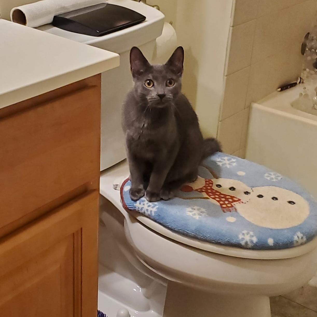 Enlarge Flint & Slate, a Adoptable Domestic Short Hair in Keansburg, NJ image 6/6