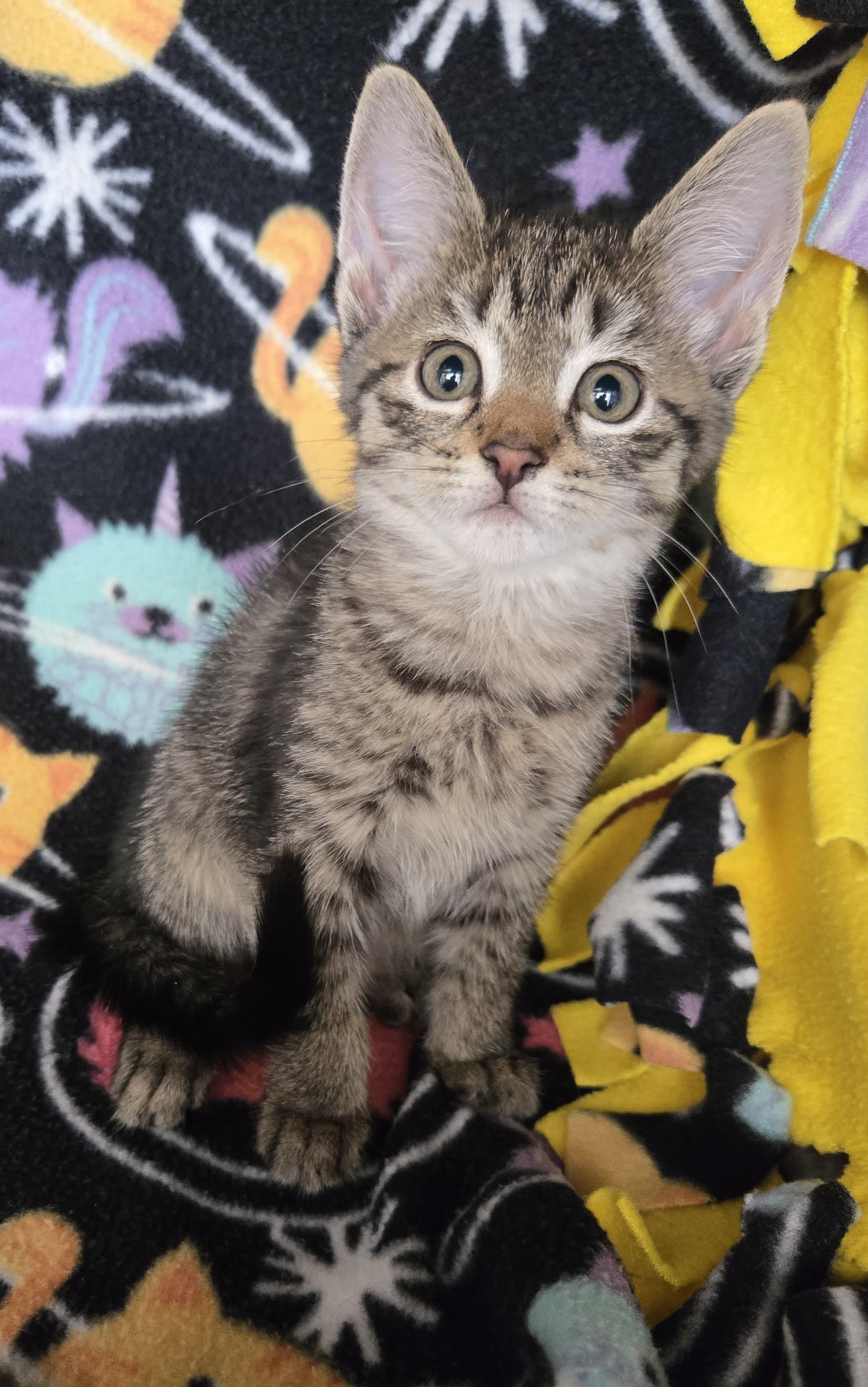 Enlarge Tara, a Adoptable American Shorthair in Boca Raton, FL image 2/5