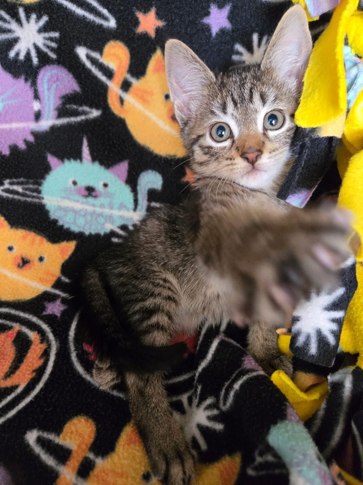 Enlarge Tara, a Adoptable American Shorthair in Boca Raton, FL image 3/5