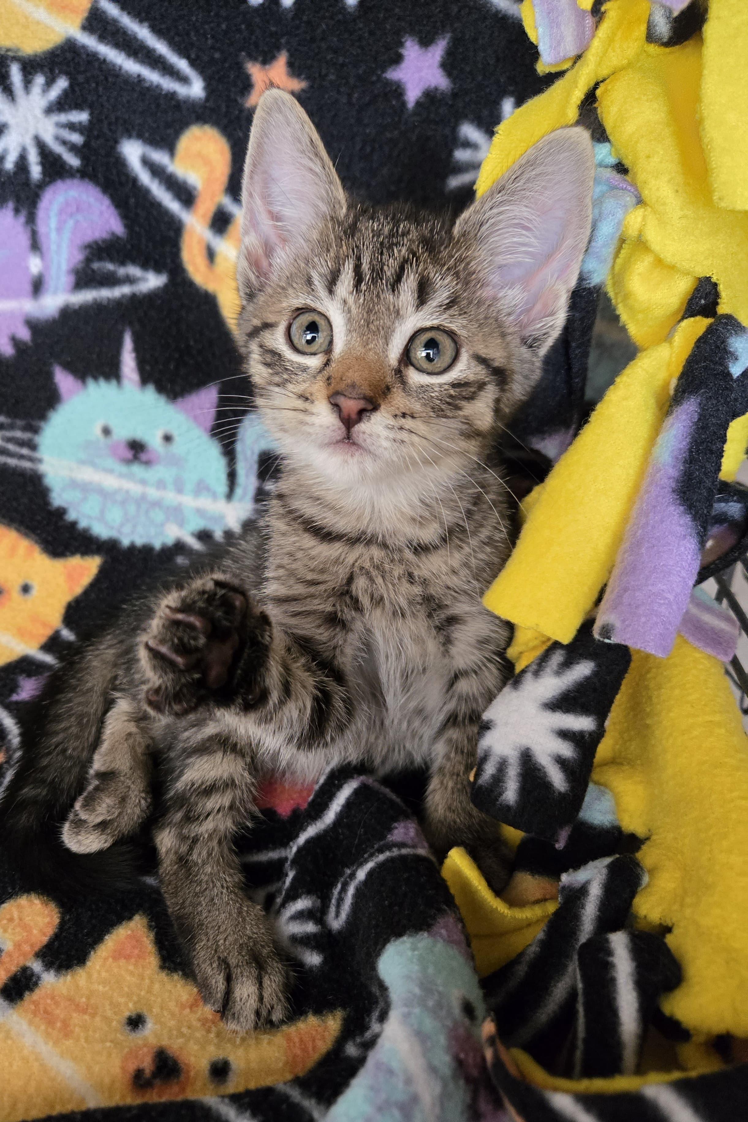 Enlarge Tara, a Adoptable American Shorthair in Boca Raton, FL image 4/5