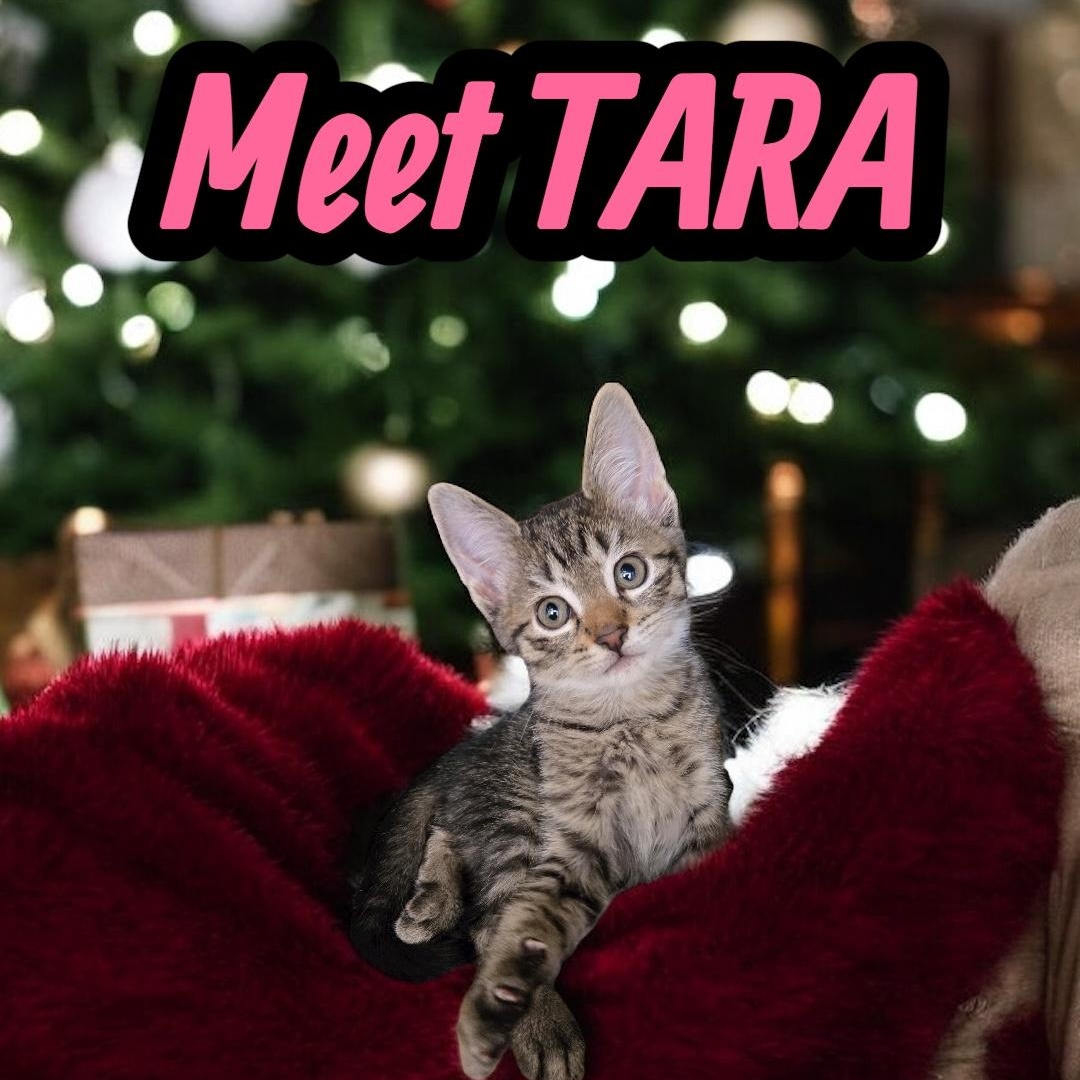 Enlarge Tara, a Adoptable American Shorthair in Boca Raton, FL image 1/5