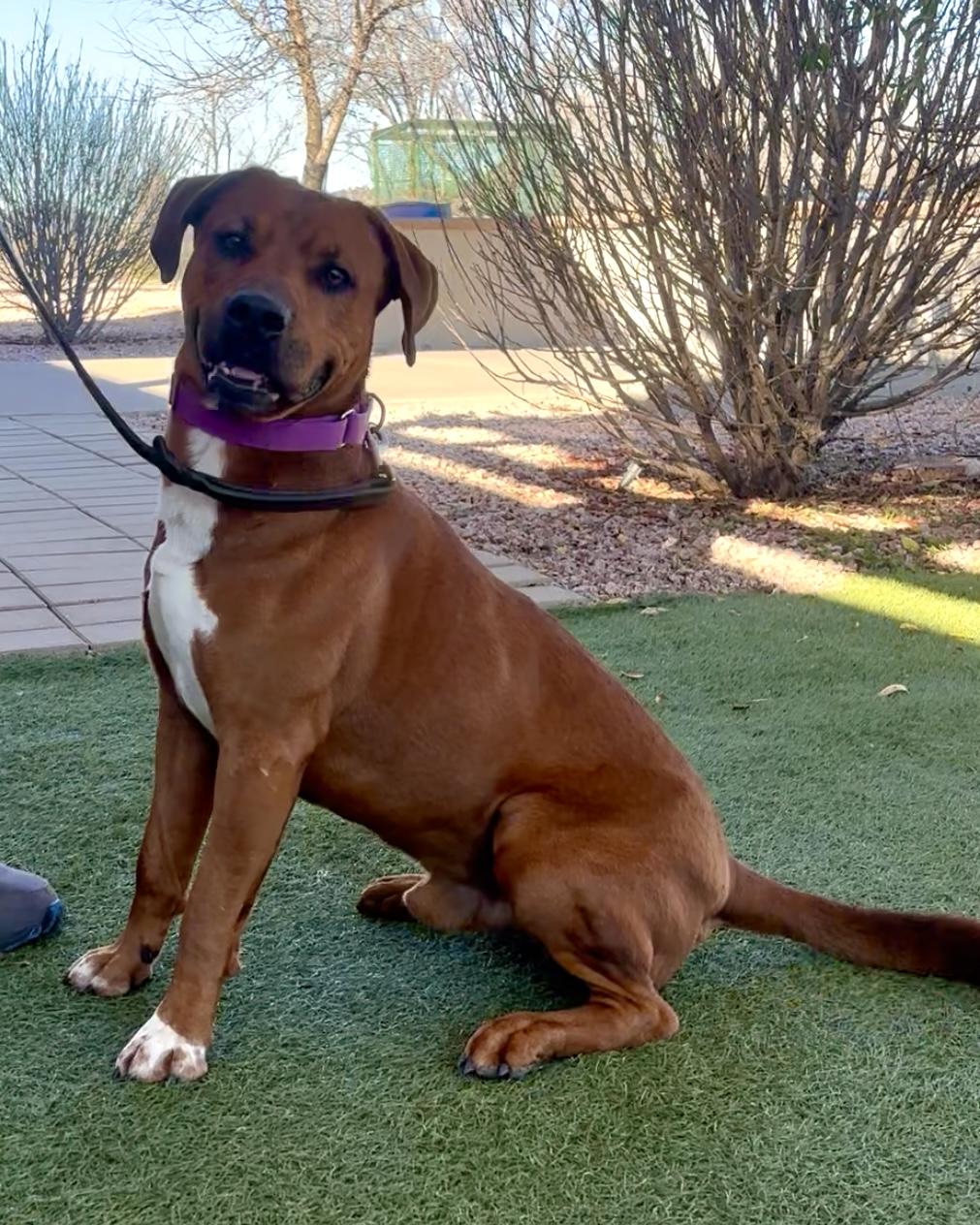 Enlarge Clifford, a ADOPTABLE mixed breed in Payson, AZ image 2/3