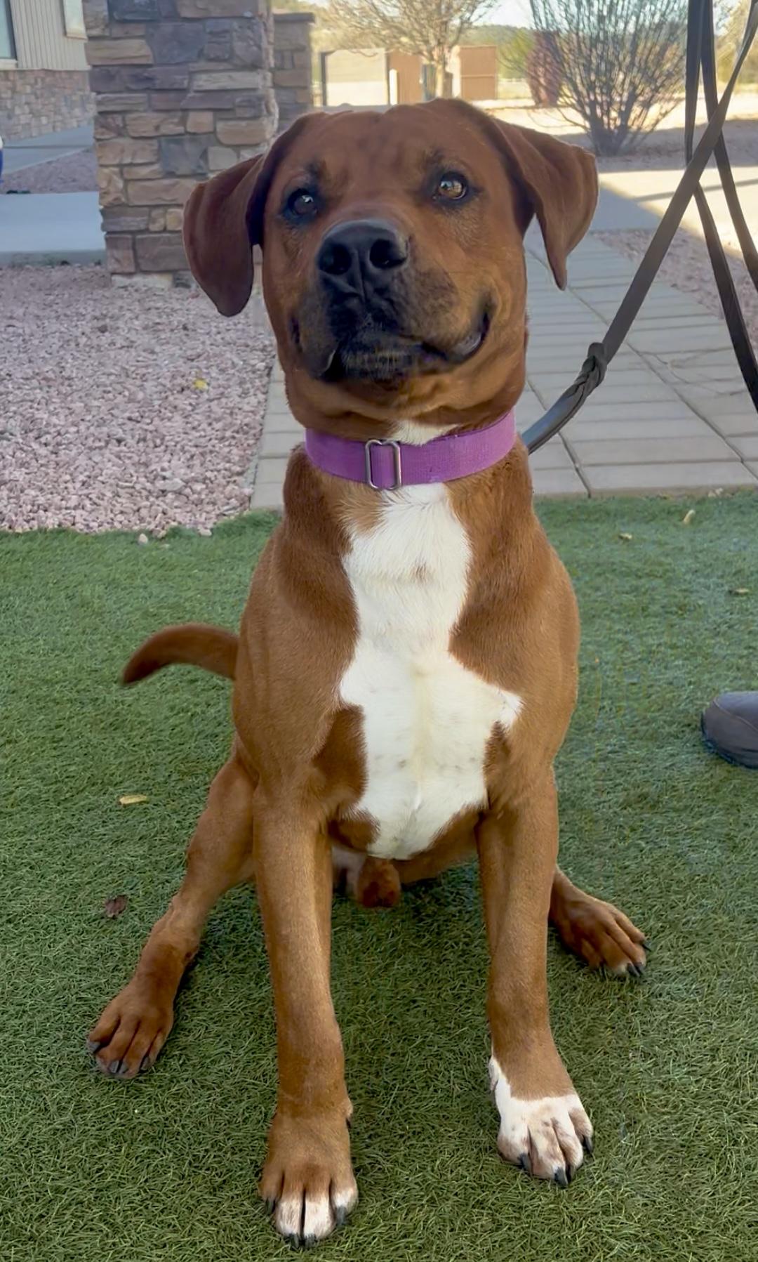 Enlarge Clifford, a ADOPTABLE mixed breed in Payson, AZ image 3/3