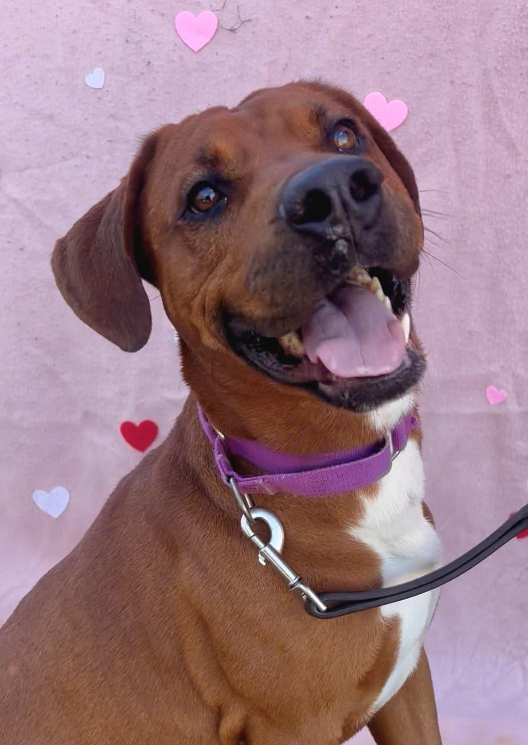 Enlarge Clifford, a ADOPTABLE mixed breed in Payson, AZ image 1/3