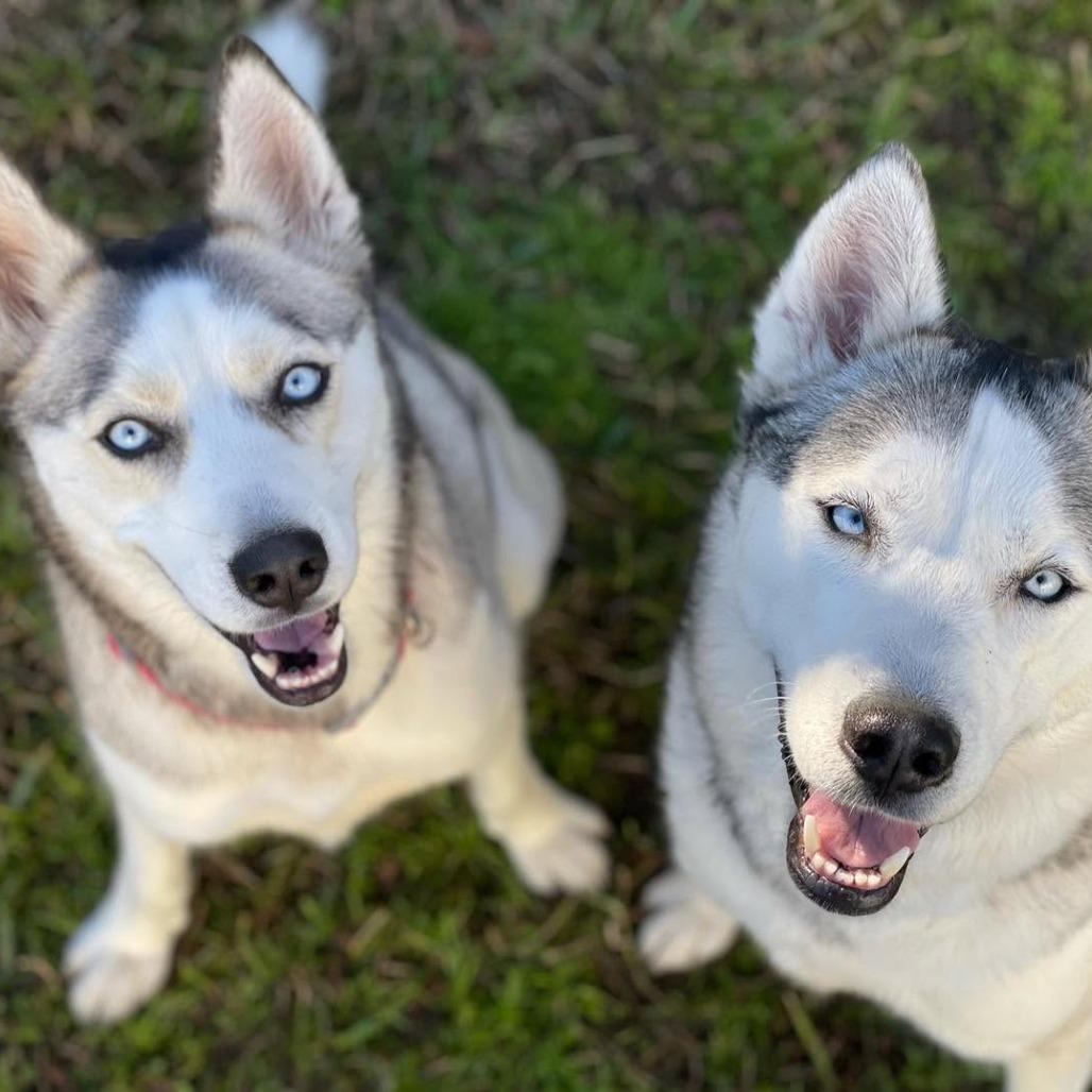 Enlarge Mya, a Adoptable Husky in Waggaman, LA image 1/1