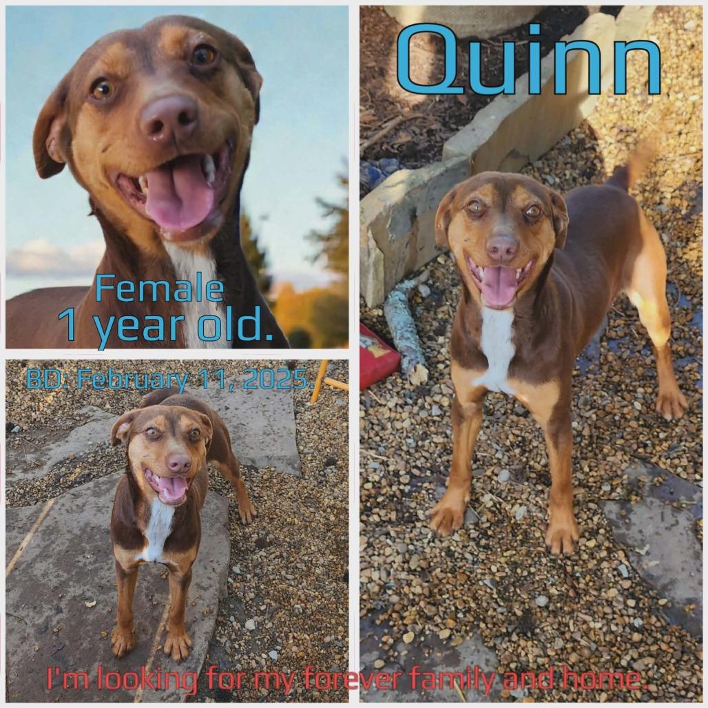 Quinn