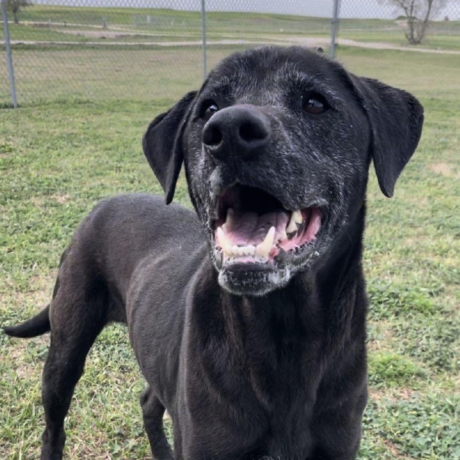 Pin, a ADOPTABLE mixed breed in Cedarburg, WI image 4/4