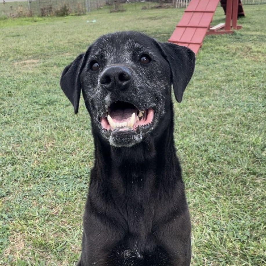 Pin, ADOPTABLE, Adult Male Labrador Retriever.