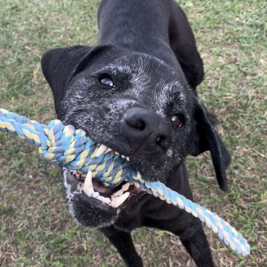 Pin, a ADOPTABLE mixed breed in Cedarburg, WI image 2/4