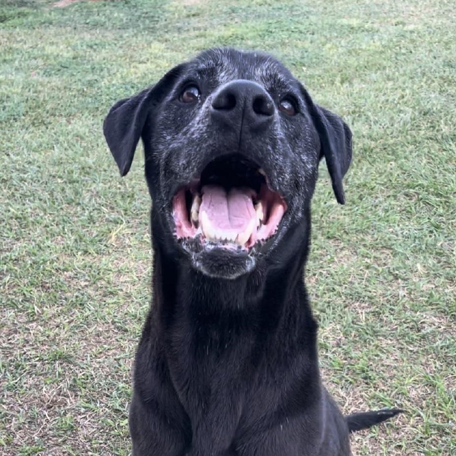 Pin, a ADOPTABLE mixed breed in Cedarburg, WI image 3/4