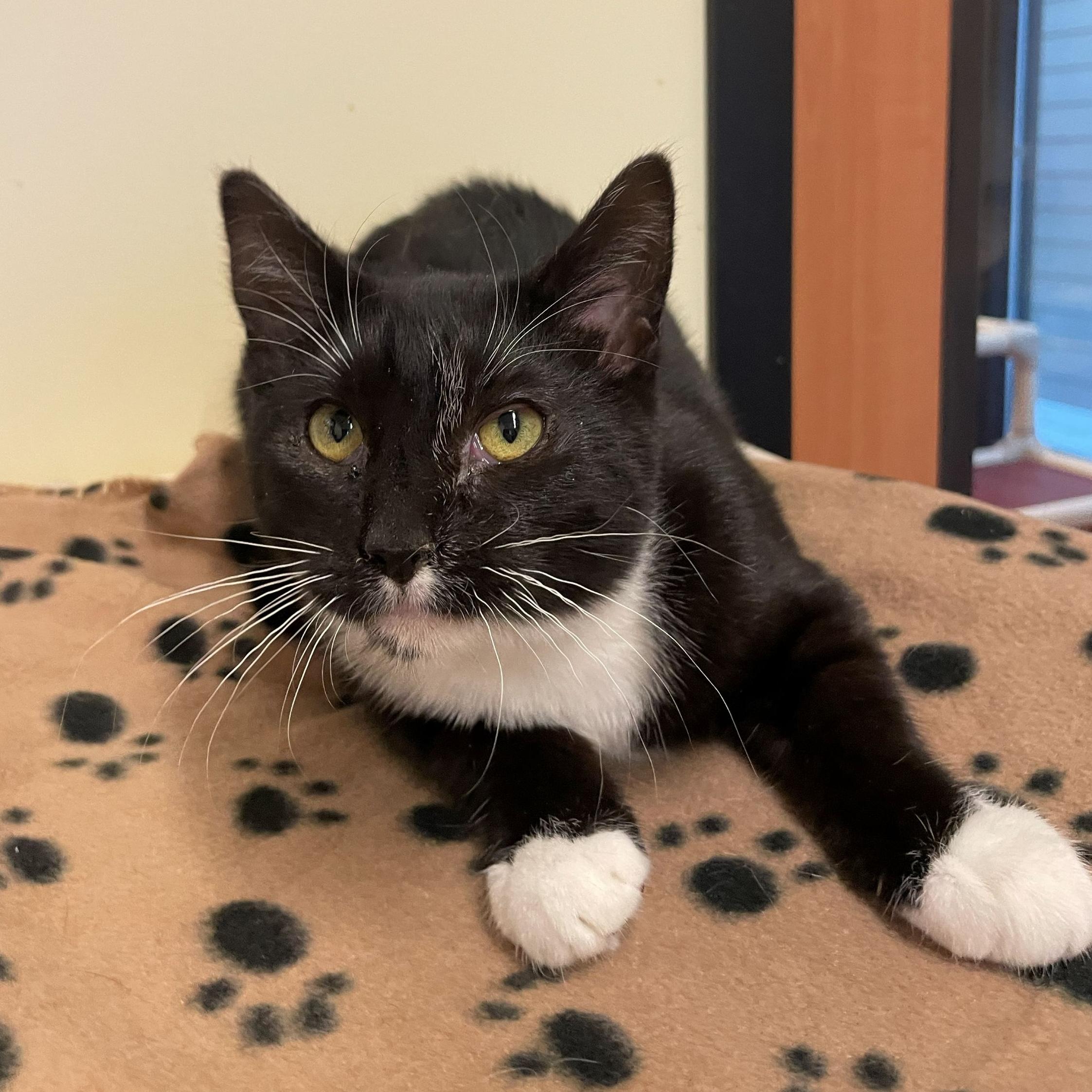 Licorice, a ADOPTABLE Domestic Short Hair in Rochester, MN image 2/3