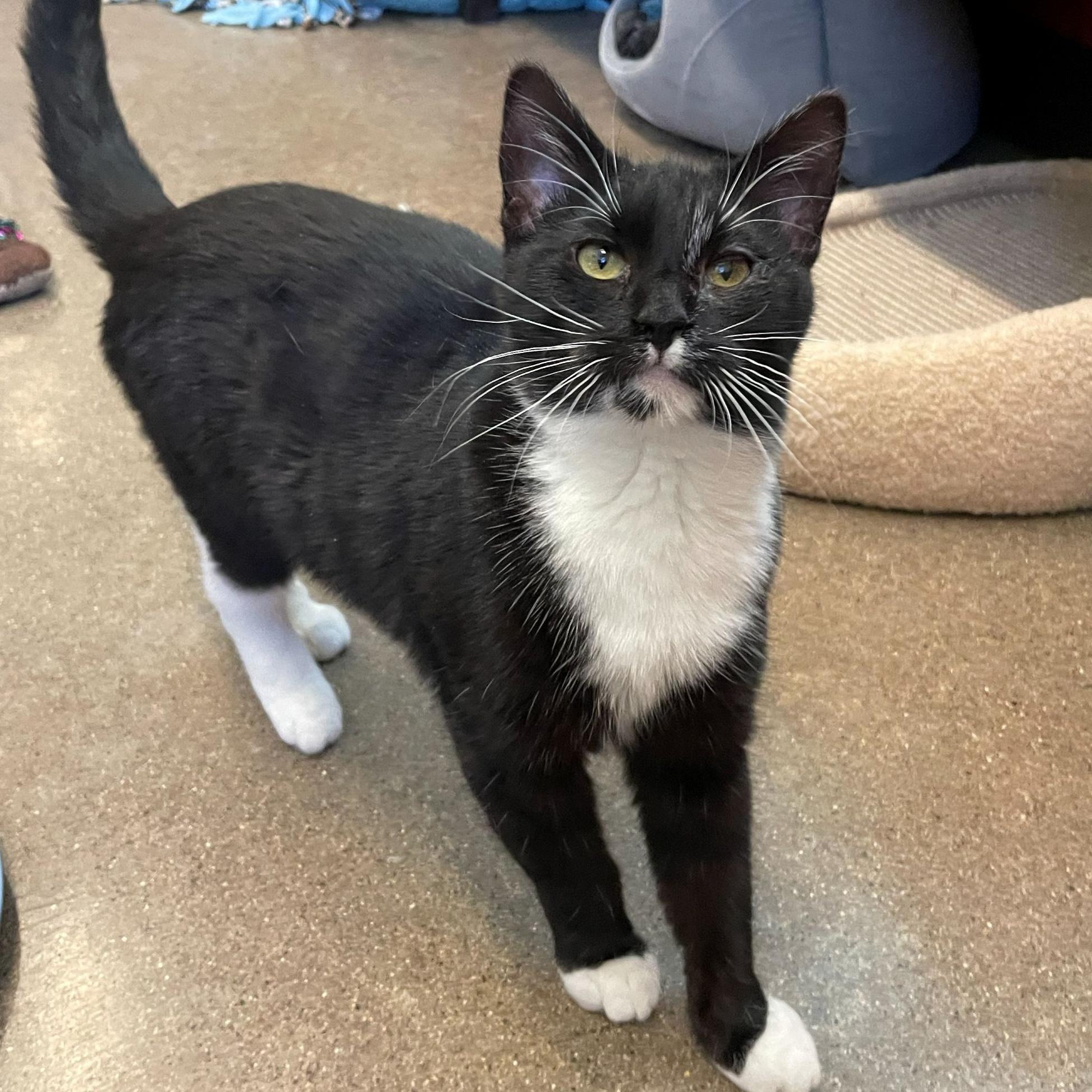Licorice, ADOPTABLE, Young Female Domestic Short Hair.
