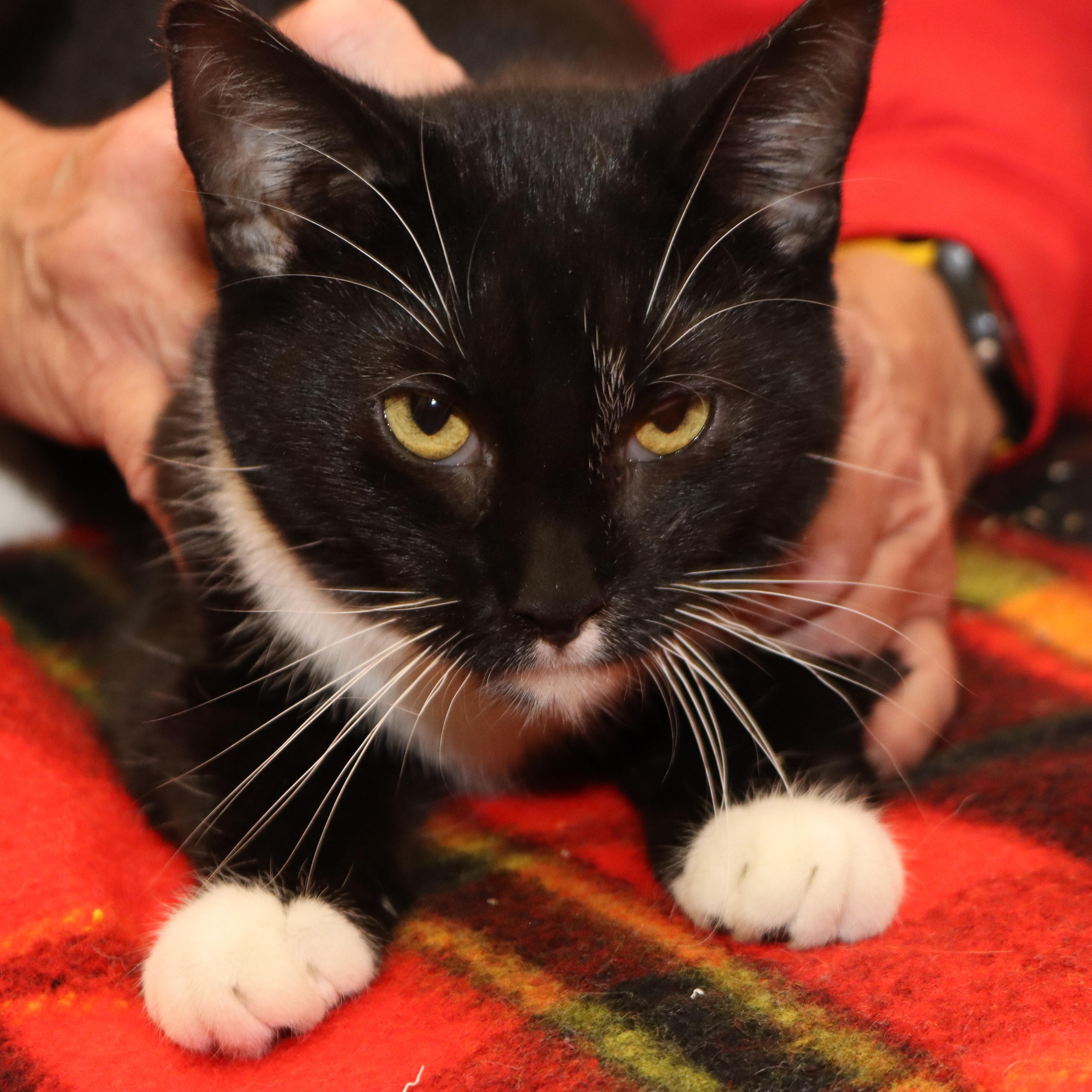 Licorice, a ADOPTABLE Domestic Short Hair in Rochester, MN image 3/3