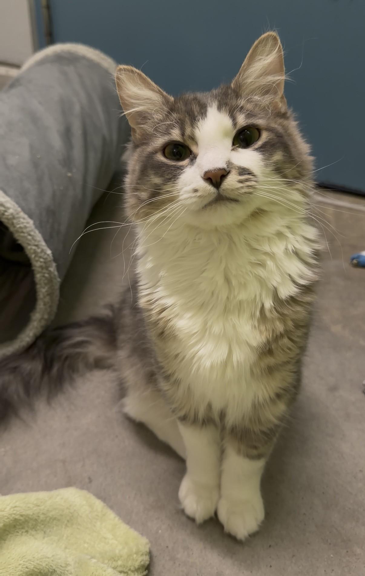 Egg & Flour, a ADOPTABLE Domestic Long Hair in Delta, BC image 2/3