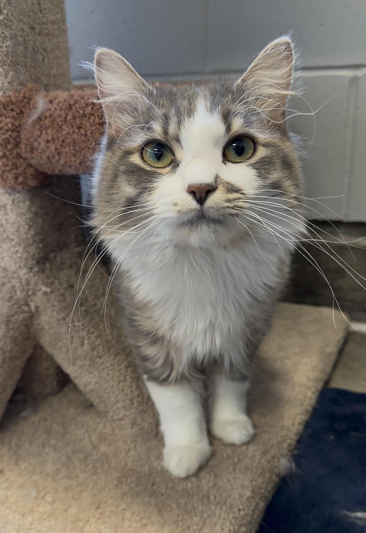 Egg & Flour, a ADOPTABLE Domestic Long Hair in Delta, BC image 1/3