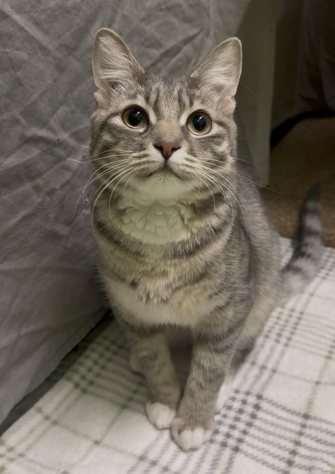 Egg & Flour, a ADOPTABLE Domestic Long Hair in Delta, BC image 3/3