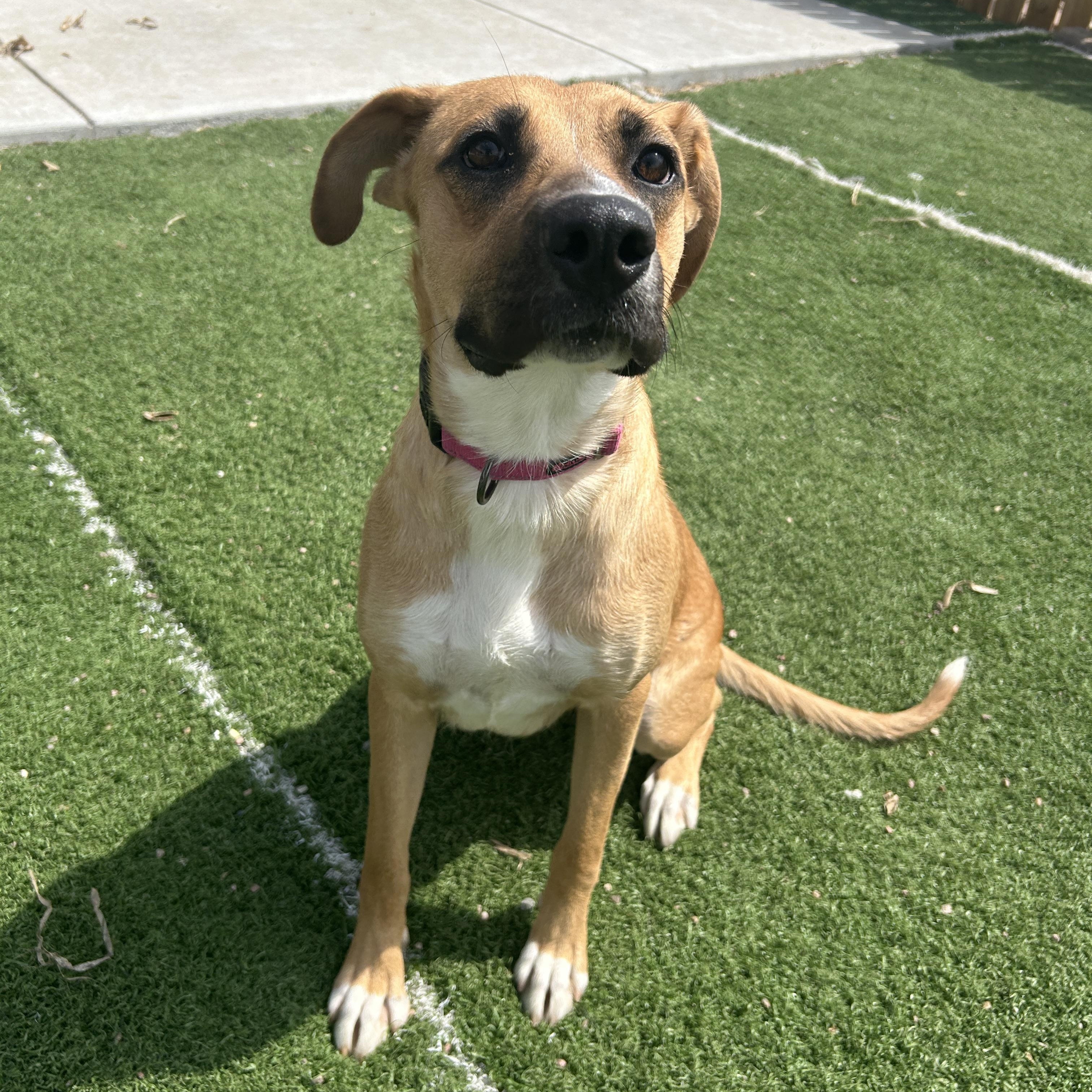Enlarge Eve, a ADOPTABLE mixed breed in Seward, NE image 2/3