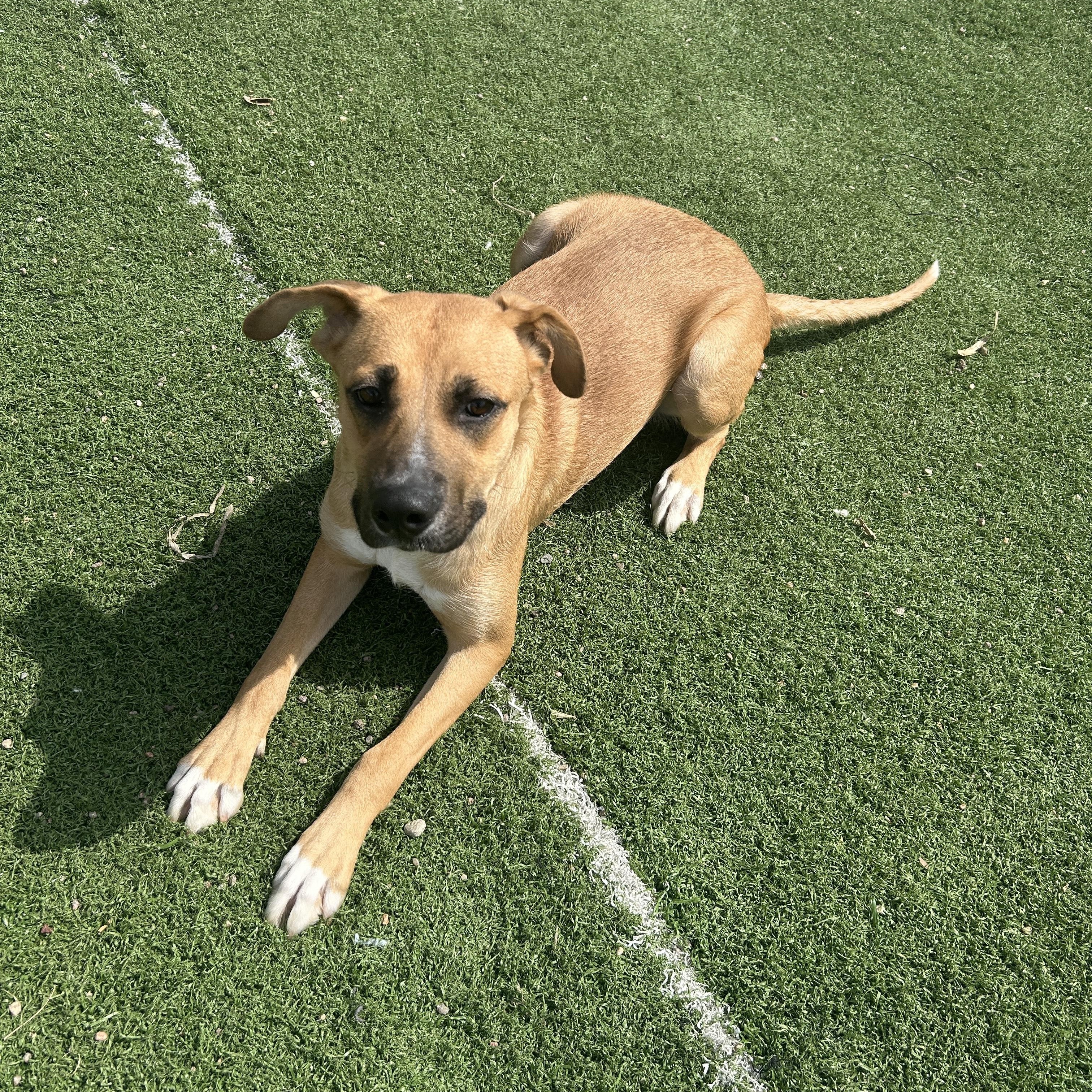 Eve, ADOPTABLE, Young Female German Shepherd Dog.
