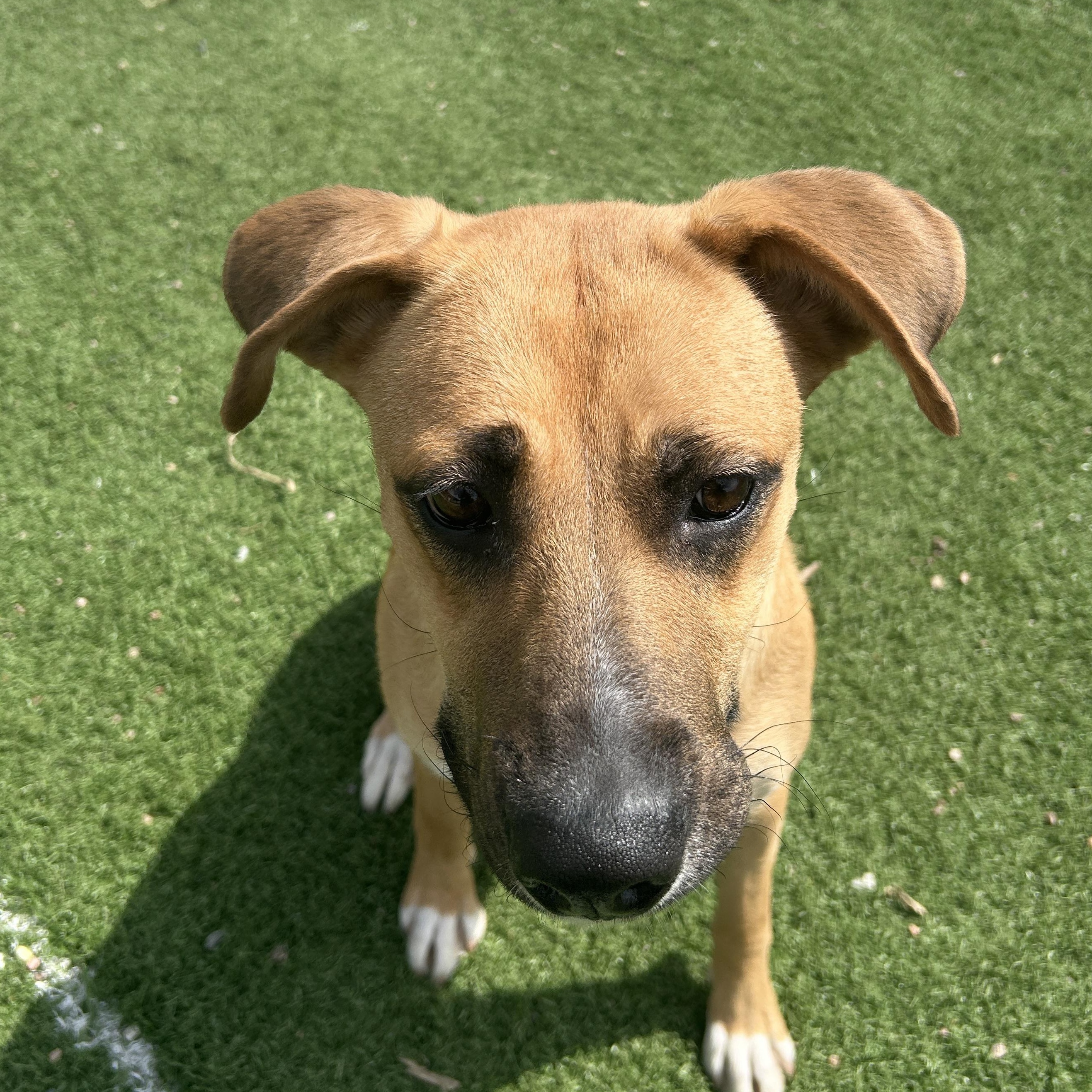 Enlarge Eve, a ADOPTABLE mixed breed in Seward, NE image 3/3
