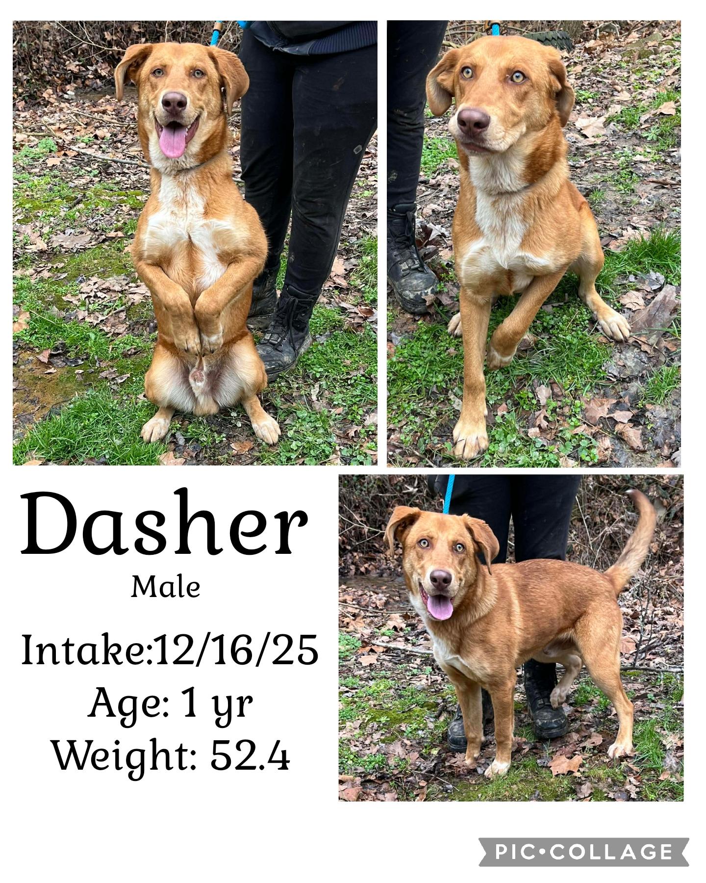 Enlarge Dasher, a ADOPTABLE mixed breed in Staffordsville, KY image 1/1