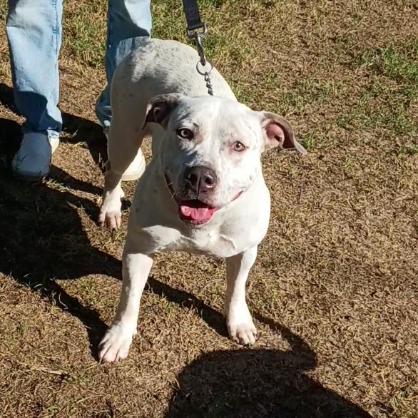Lady, Adoptable, Adult Female American Bulldog & Pit Bull Terrier.