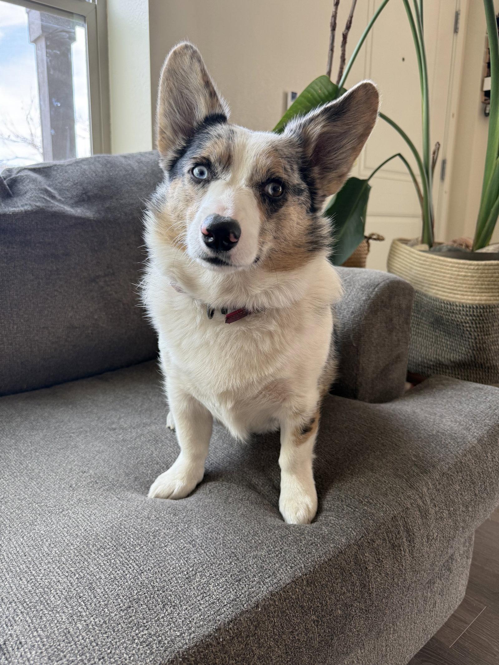 Polly, a Adoptable mixed breed in Denver, CO image 1/3